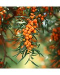 Hippophae rhamnoides Chuyska Solodka 